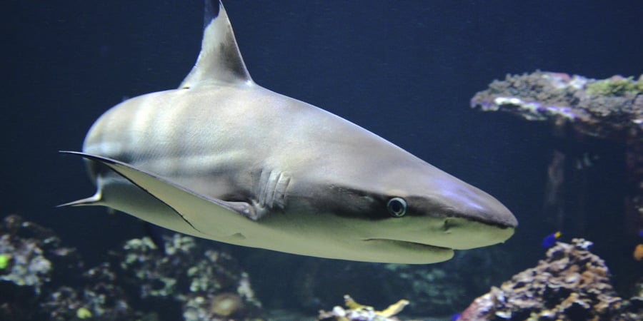 Sharks Found to Have Human-like Vision