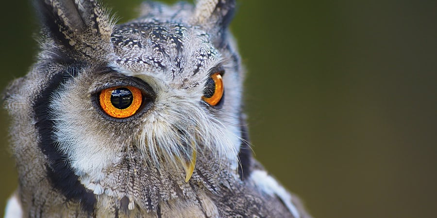 The Five Scariest Eyes in the Animal Kingdom
