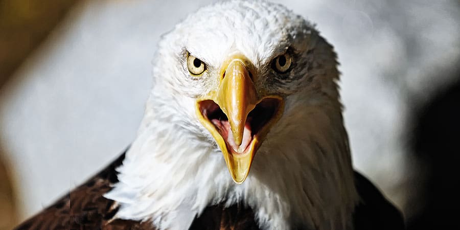 4 animals with incredible vision