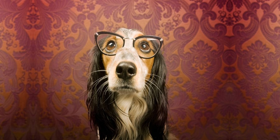 How can you tell if your pets have bad eyesight?