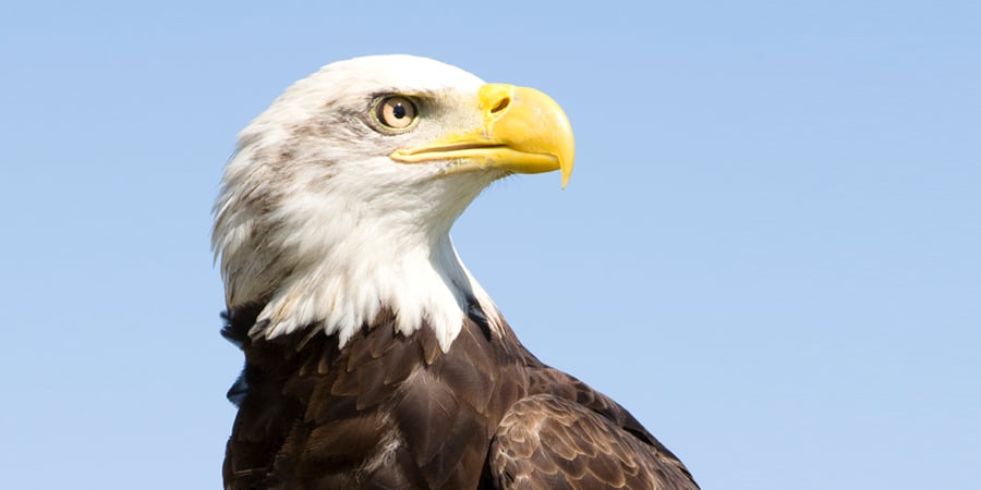 How does human vision compare to that of an eagle?