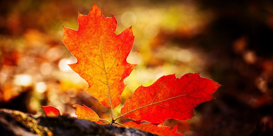 Kiss Summer Goodbye – Here Comes the First Day of Fall!