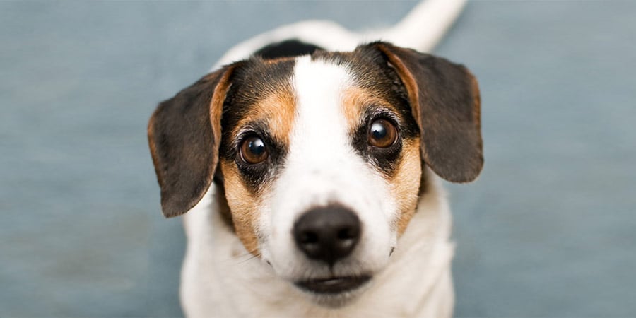 LASIK for Dogs? What To Do When Fido Has Trouble Seeing