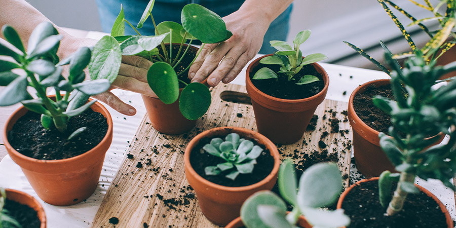 How Indoor Plants Affect Your Eye Health